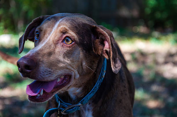 istock Happy Dog in Sunny and Shadow areas 466261300