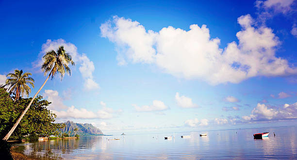 istock Palm Trees and Row Boats 466261387