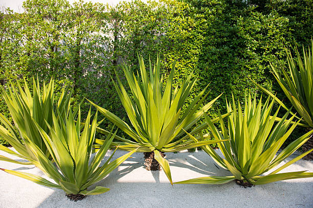 istock tropical trees in the garden 466261576