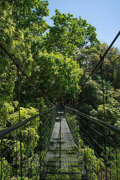 istock Costa Rica puntarenas sky walk cable bridge forest 466261596