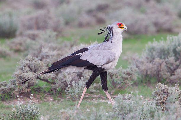 istock Secretary Bird, Sagittarius serpentarius in grass 466264275