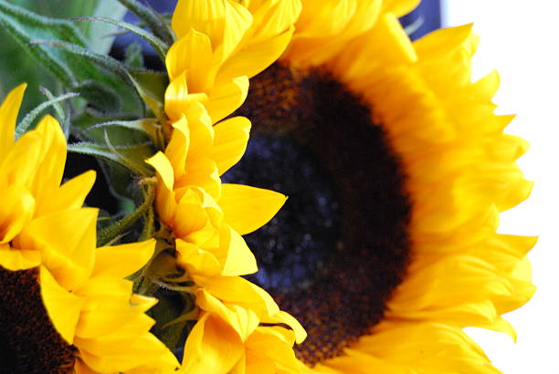 Sunflowers stock photo