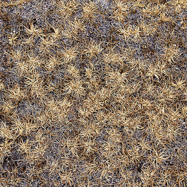 istock background of dry last year's grass 466264404