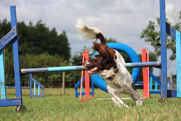 istock liver and white working type english springer spaniel pet gundog 466264434