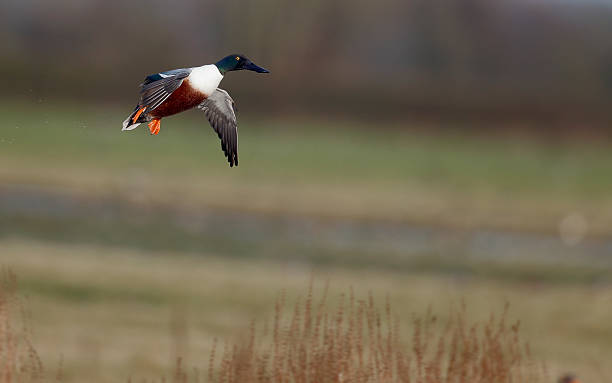 istock Northern shoveler, Anas clypeata, 466264791