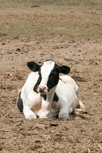 istock farm cow in the field 466265047