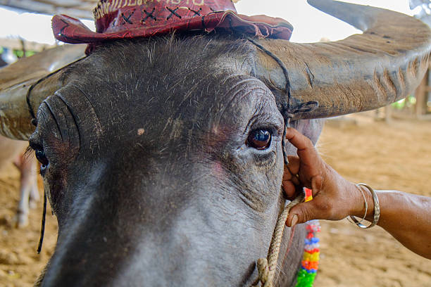 istock face of  animal name buffallo 466265102