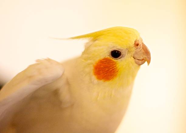 Cockatiel stock photo