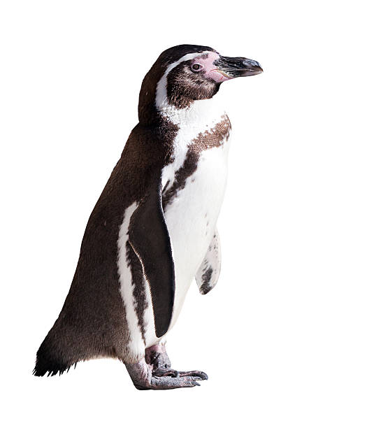 istock Humboldt penguin. Isolated on white 466265287