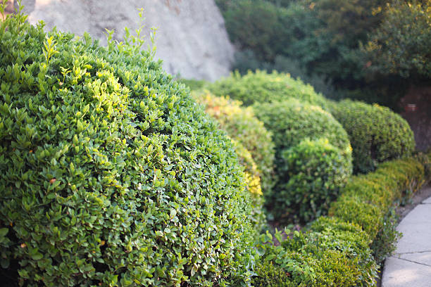 istock Landscape design. Garden bushes 466265308