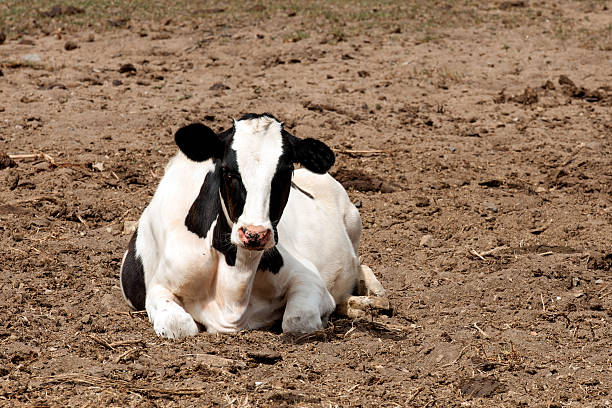 istock farm cow in the field 466265309
