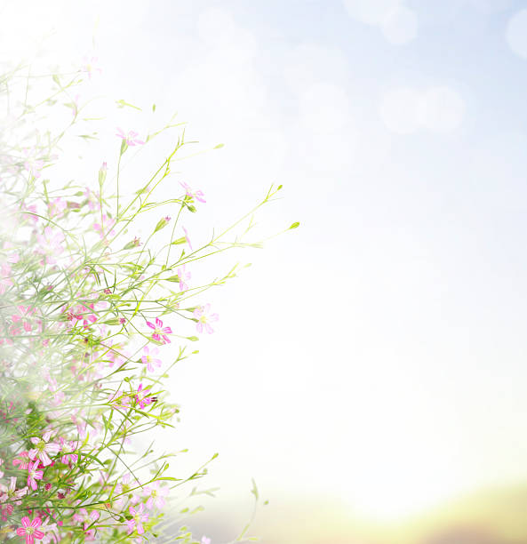 istock Beautiful flowers field 466265509