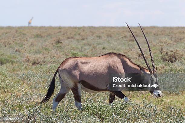 Gemsbok Antelope Stock Photo - Download Image Now - Africa, Animal, Animal Wildlife