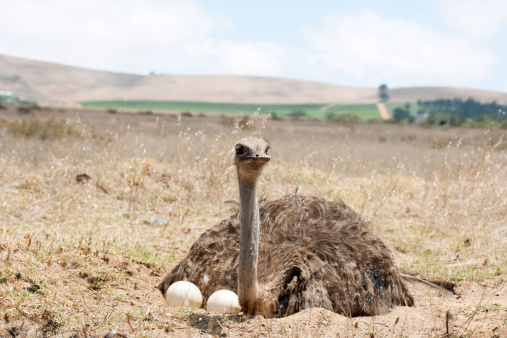Adult ostrich breeding on eggs in the field