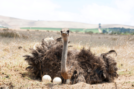 Adult ostrich breeding on eggs in the field