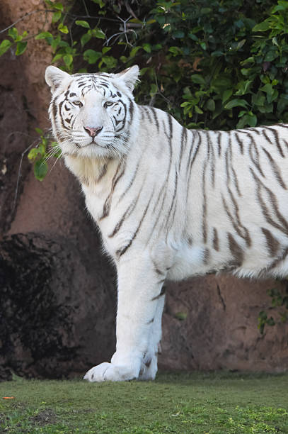 istock Black and White Striped Tiger 466266119