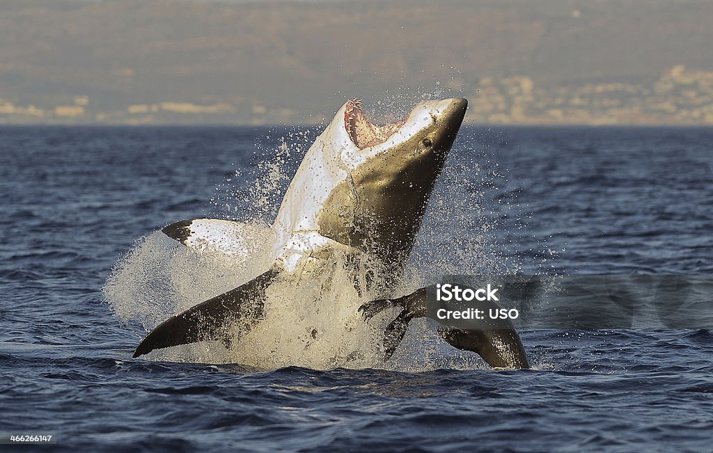 Great White Shark  breaching Great White Shark (Carcharodon carcharias) breaching in an attack on seal , South Africa Great White Shark Stock Photo