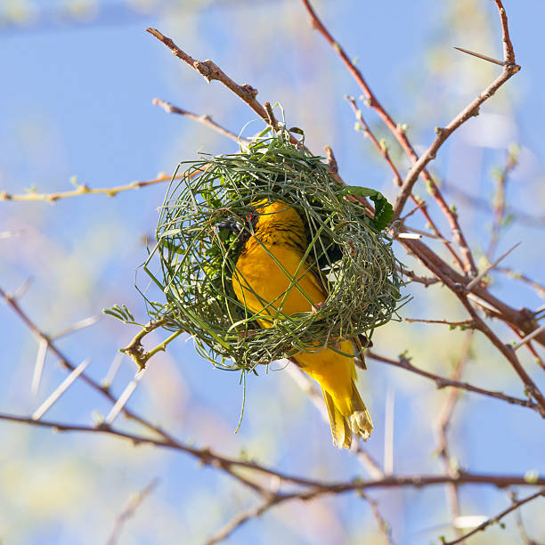 istock Southern Yellow Masked Weaver 466266227