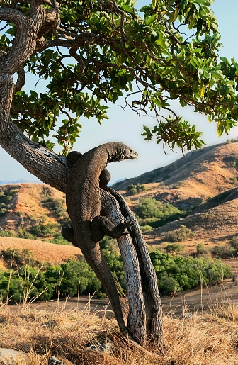 Komodo dragon, Varanus komodoensis climbs on a tree in search of food. Indonesia.