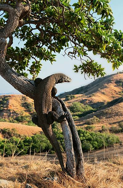 a komodo dragon on a tree in a grassland - komodo ejderi stok fotoğraflar ve resimler