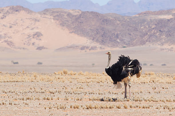 istock Ostrich walking in Etosha national park 466266295