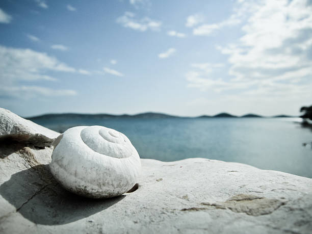 istock snail house on the beach 466266419
