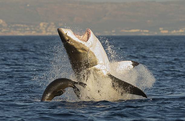 istock Great white shark jumping up from the waters in mid-air 466266653