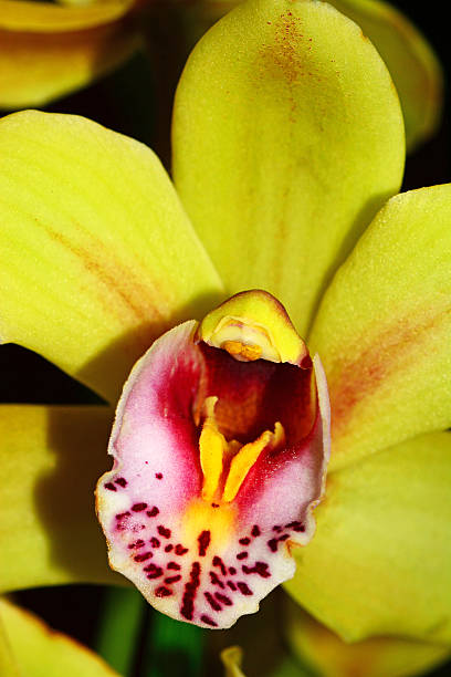 istock Orchid flower Close-up 466266868