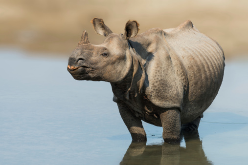 Wild Rhino, bardia national park, Nepal