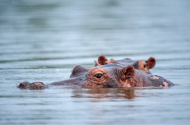 istock Eye to eye with a diving Hippo 466267490