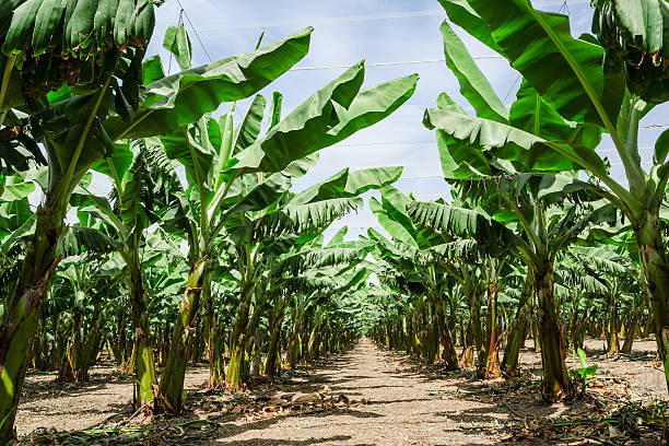 Sunny trail in banana palm trees orchard plantation Sunny perspective trail between banana palm trees rows in orchard plantation with lush foliage galilee photos stock pictures, royalty-free photos & images
