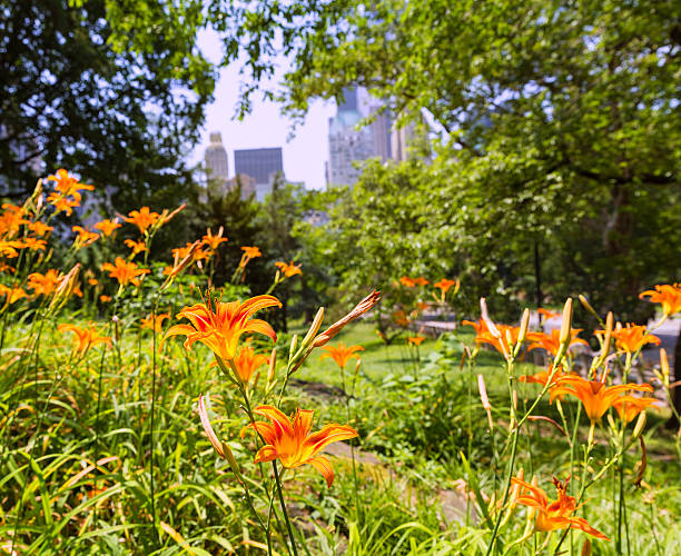 istock Central Park Manhattan New York US 466267710