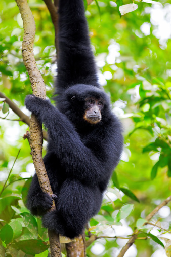 Siamang Gibbon hanging in the trees in Malaysia