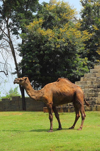 istock Camel standing in the zoo. 466267816
