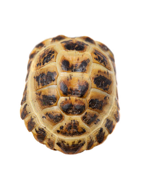 istock Russian or Central Asian tortoise on white 466268118