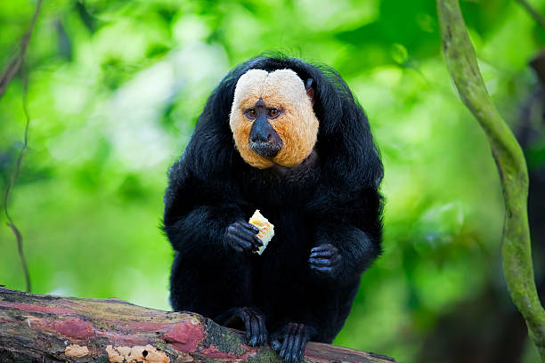 White-faced Saki Monkey White-faced Saki Monkey sitting in the treetops guyana photos stock pictures, royalty-free photos & images