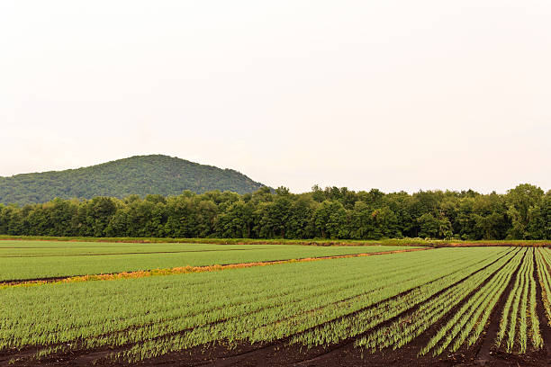 istock Rows of Farm Crops 466268312