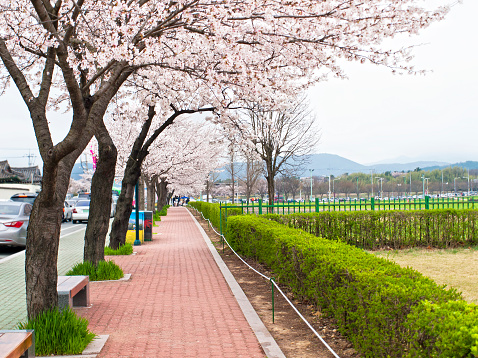alley of blooming cherry trees in Gyeong-ju, South Korea