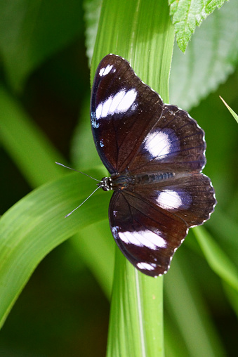 Name: Great Eggfly, Blue Moon Butterfly, Common Eggfly