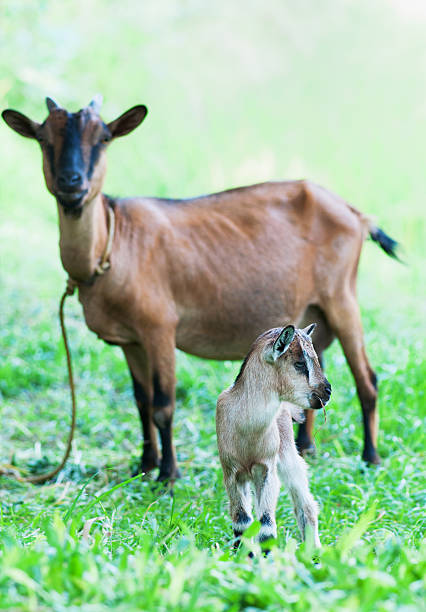 Doe and Kid stock photo