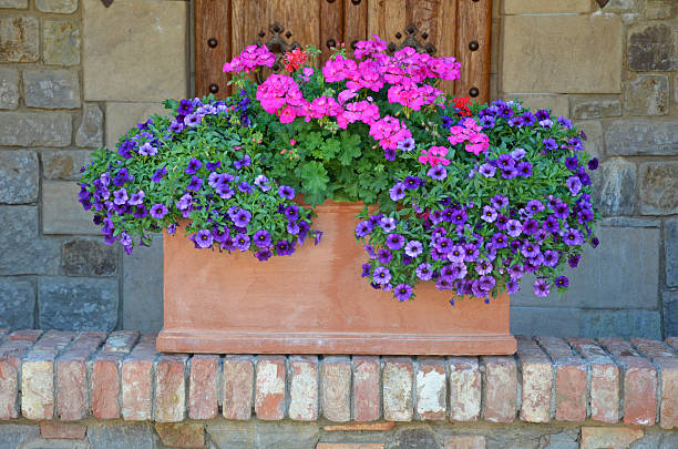 istock Pink and purple petunias planter 466268812