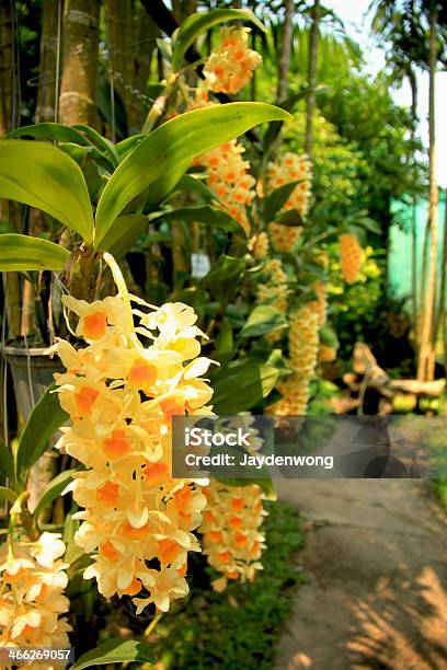 Yellow Flower In Butterfly Farm Stock Photo - Download Image Now - Bamboo - Plant, Blurred Motion, Branch - Plant Part