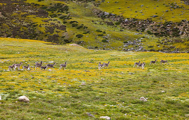 Tibetan gazelles Tibetan gazelles running in the summer of China bushbuck photos stock pictures, royalty-free photos & images
