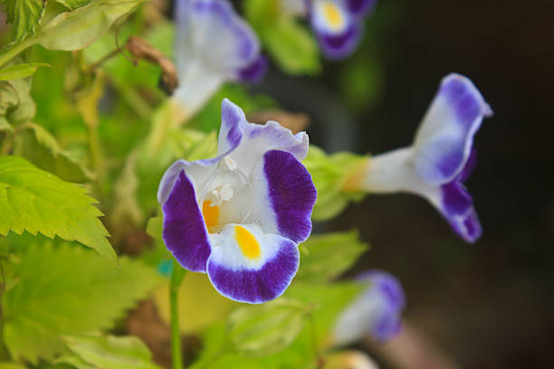 istock Bluewings in the garden or nature park 466269844