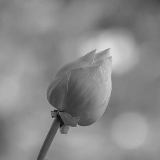 istock black and white lotus flower 466270196