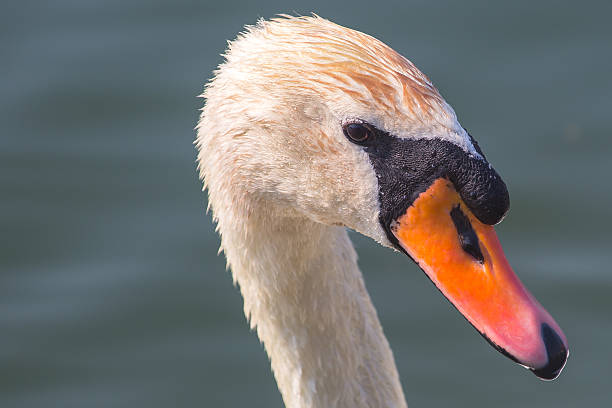 istock Swan on a Lake and forage 466270234