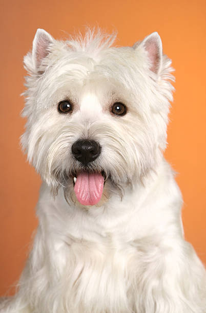 istock West haighland white terrier 466270254