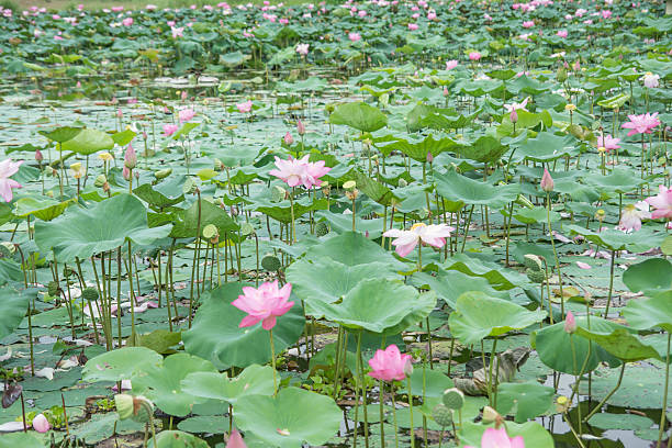 istock Lotus in the pond 466270346