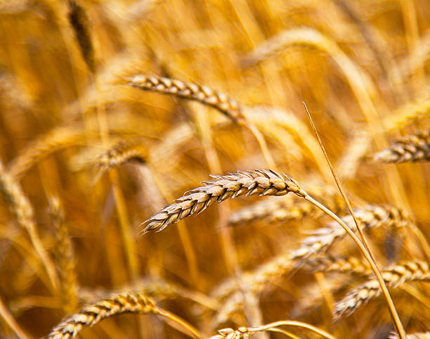 istock cultivation of different varieties of wheat, wheat field 466270842