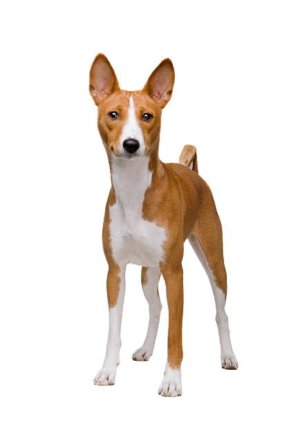 istock Basenji dog isolated on white 466270844